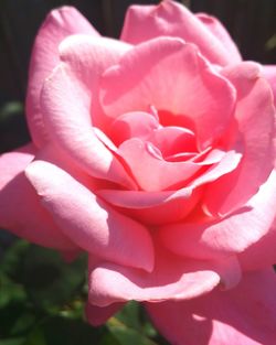 Close-up of pink flower blooming outdoors