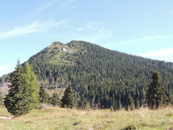 Pine trees on field against sky