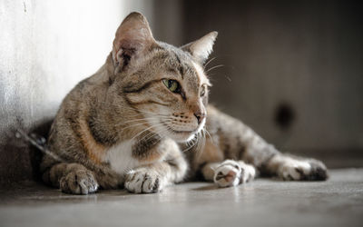 Close-up of a cat looking away