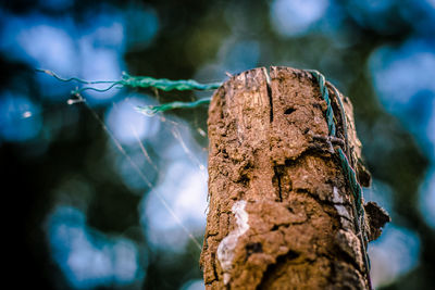 Close-up of tree trunk