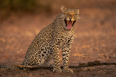 Leopard standing on field