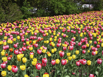 View of tulips in park