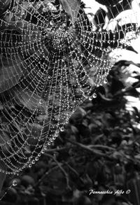 Close-up of spider web