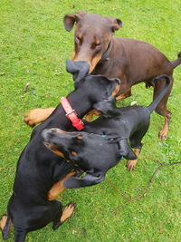 View of two dogs on field