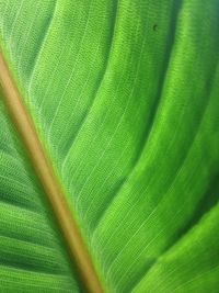 Full frame shot of green leaf