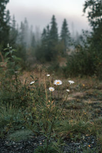 White flowering plants on field in forest