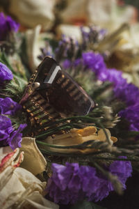 Close-up of purple flowering plants