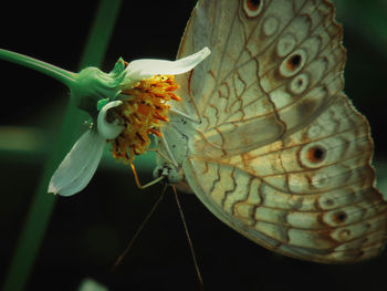 Close-up of flower