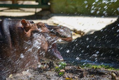 High angle view of dog in water