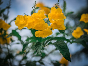 Close-up of yellow flowering plant
