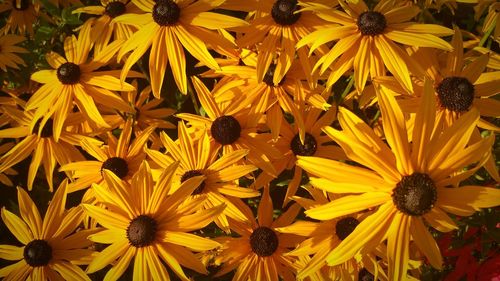 Close-up of black-eyed susan blooming outdoors