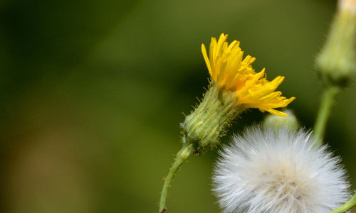 Close-up of yellow dandelion flower