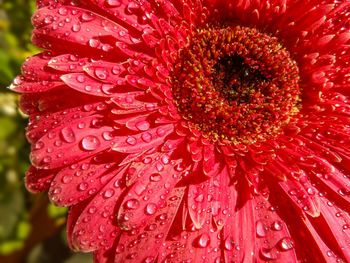 Close-up of wet red flower blooming outdoors