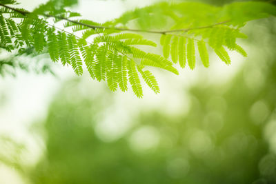 Close-up of fresh green leaves