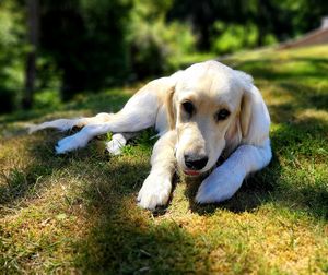 Dog relaxing in grass
