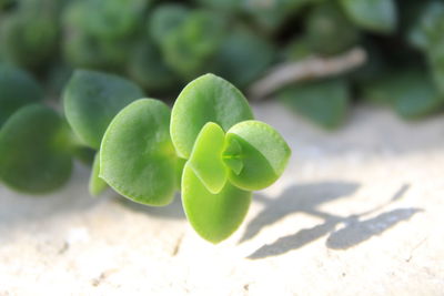 Close-up of succulent plant