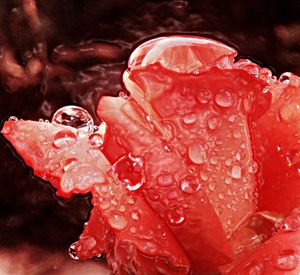 Close-up of water drops on pink flower