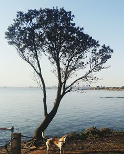 Bare trees by sea