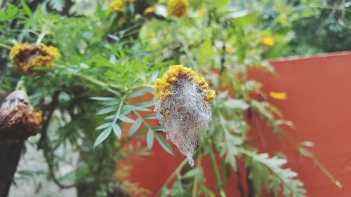 Butterfly perching on plant