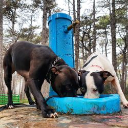 Dog drinking water on land