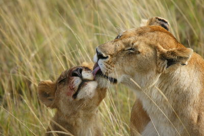 Lioness licking cub on field