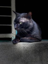 Close-up of cat looking away