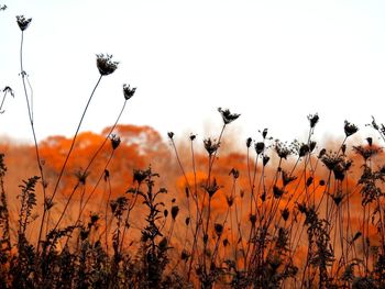 Low angle view of flowering plants on field against sky