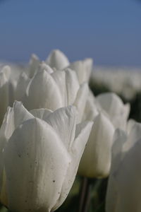 Close-up of white flowering plant against sky