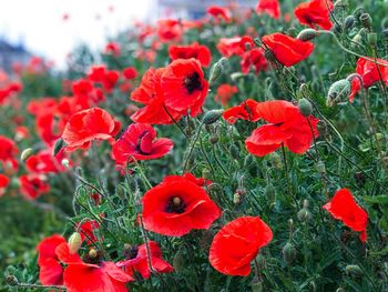 Close-up of red poppy flowers on field