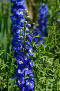 Close-up of purple flowering plants