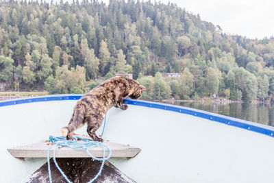 Close-up of giraffe against trees