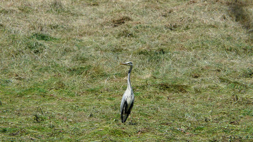 Gray heron on field