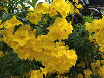 Close-up of yellow flowering plants