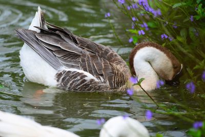 Close-up of duck floating on lake
