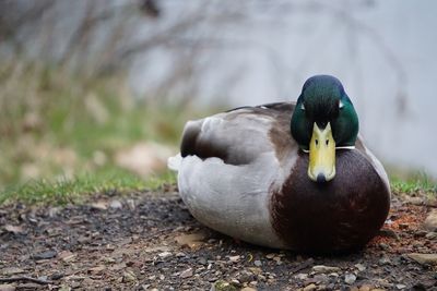 Close-up of mallard duck on field