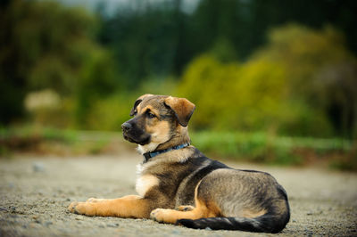 Dog relaxing on field