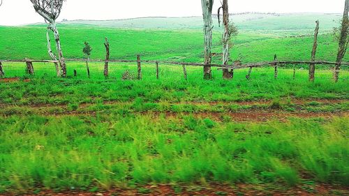 Fence on grassy field