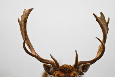 Close-up of antlers