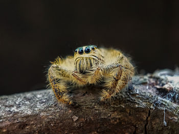 Close-up of spider on rock