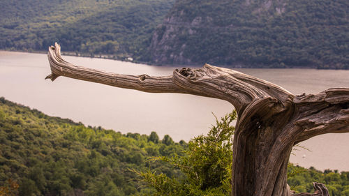 Driftwood on tree trunk in forest