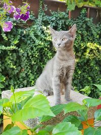 Cat sitting in a plant