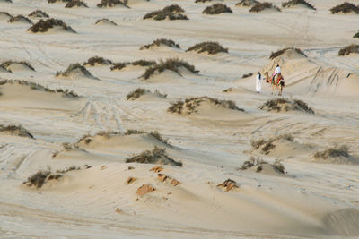 Scenic view of desert