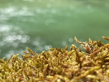 Close-up of plants against sea