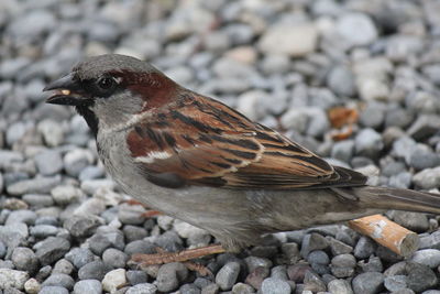 Close-up of bird perching on rock