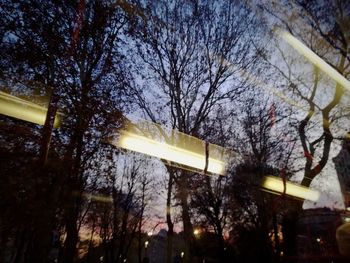 Low angle view of trees against sky at night