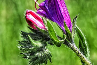 Close-up of purple flowering plant