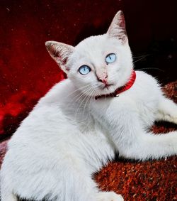 Close-up portrait of a cat