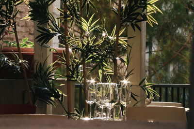 Close-up of flower pot on table in restaurant