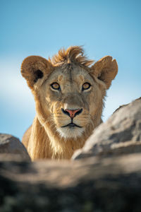 Young male lion eyes camera over rocks