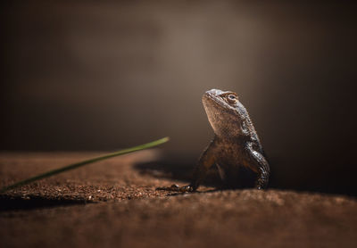 Close-up of a turtle looking away